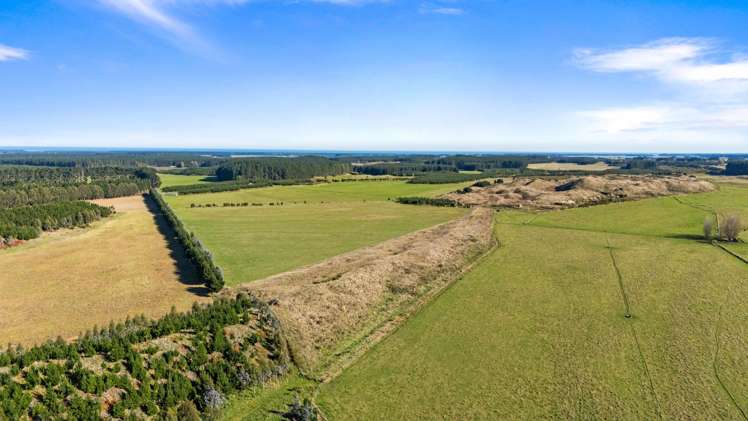 Lake Alice Road Bulls_2