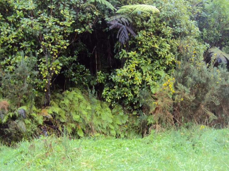 858 Shwy 67 Nikau Kahurangi National Park_10