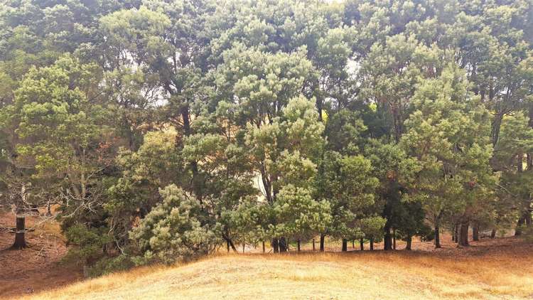 337 Old Coach Road Upper Moutere_10