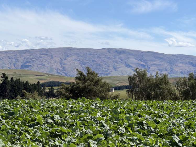 665-901 Tima Burn Road Teviot_35