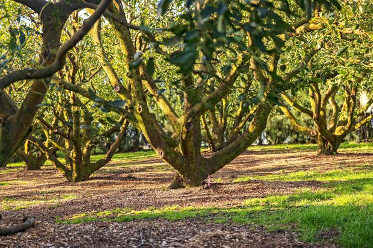 38 Vernon Road Te Puna_33