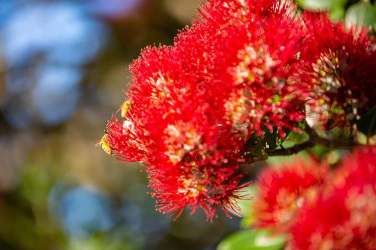 25 Lady Barkly Grove Kaiteriteri_22