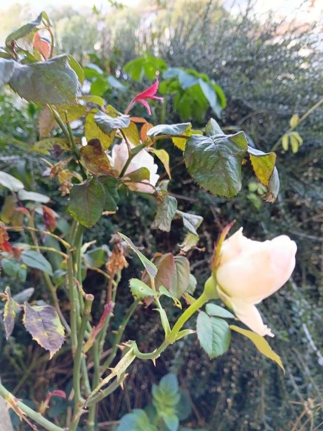 5/54 Brown Street Dunedin Central_1