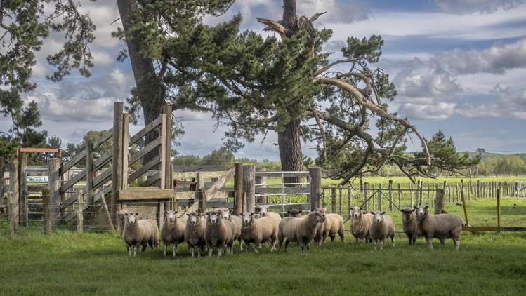 1007 State Highway 2 Masterton_6