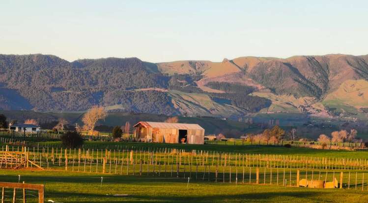 14 Nikau Place Matamata_21