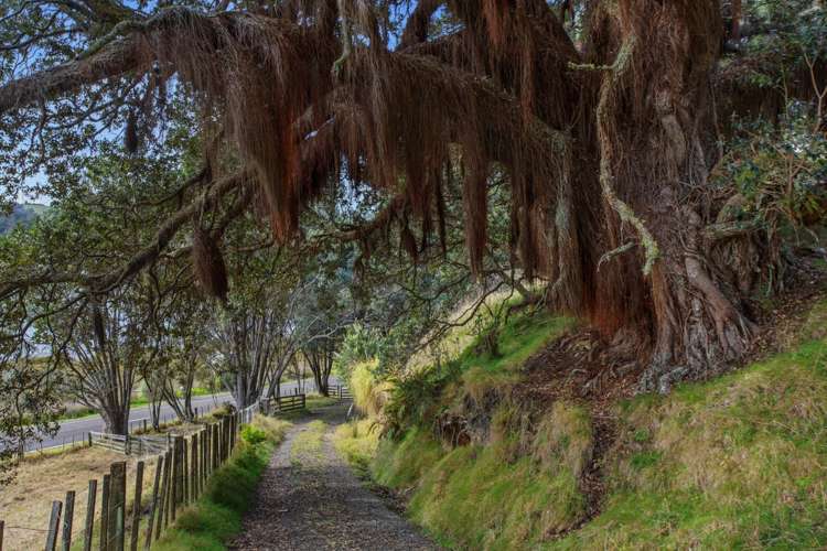 107 Ohiwa Loop Road Opotiki and Surrounds_17