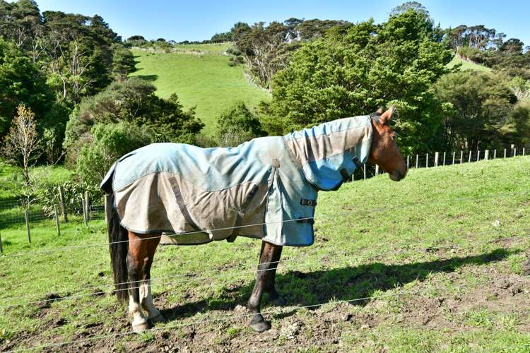 25 School Road Waimauku_45