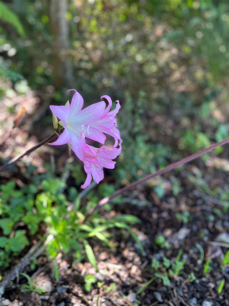 583 Kopuku Road Maramarua Forest_36