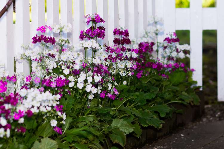 3/20 Alma Road Milford_22