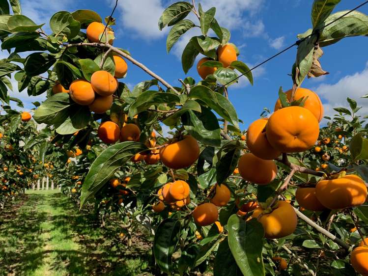 104 College Road Hexton_2