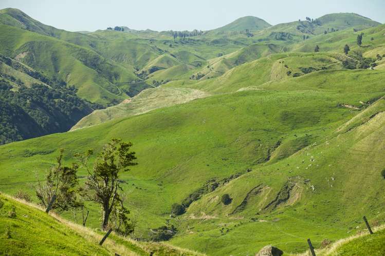 Matawai Station, 772 Oliver Road Matawai_17