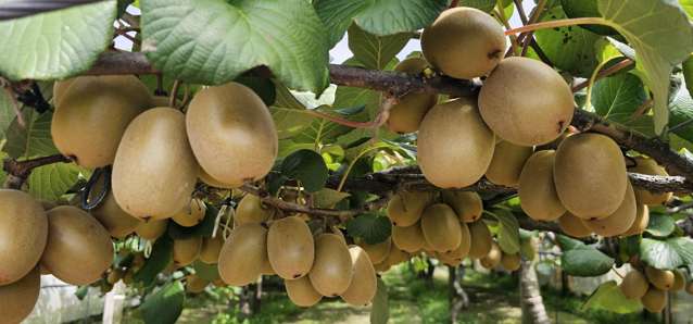 136 Kelly Road Te Puke_3