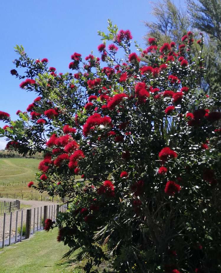 20A Valley View Lane Hakaru_43