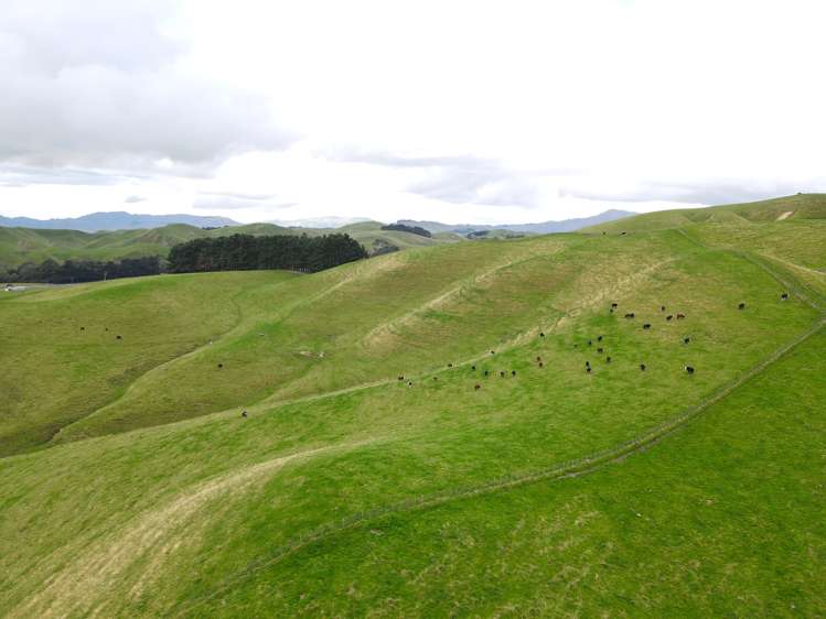 672 Weber Road Dannevirke_12