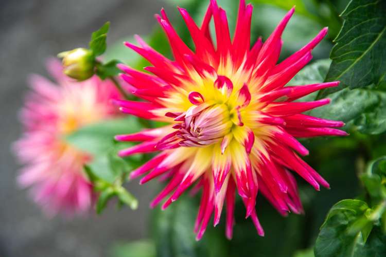 6 Calgarry Avenue Thorndon_18