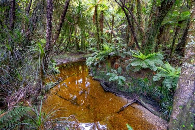 Arawata, Jackson Bay Haast_12