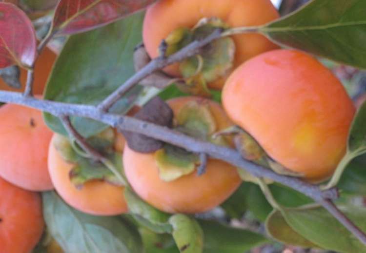 811 Hakarimata Road Huntly_5