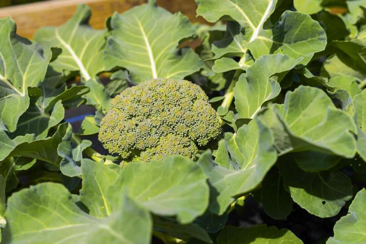 24 Anchorage Grove Maungatapu_61