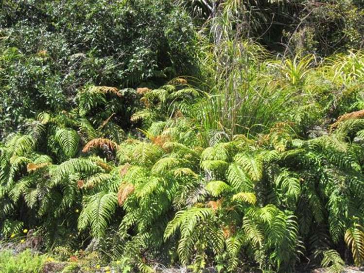 146 Havill Drive Hokitika_5