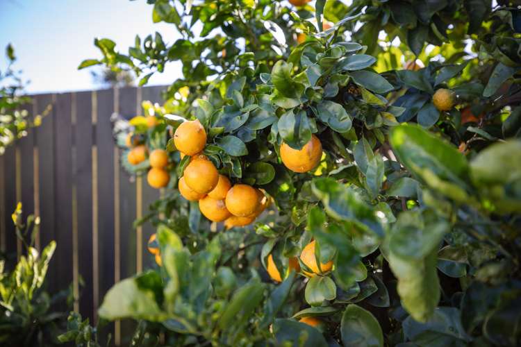 19b Hayley Grove Papamoa_15