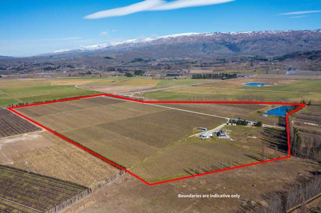 Profitable Vineyard in Central Otago