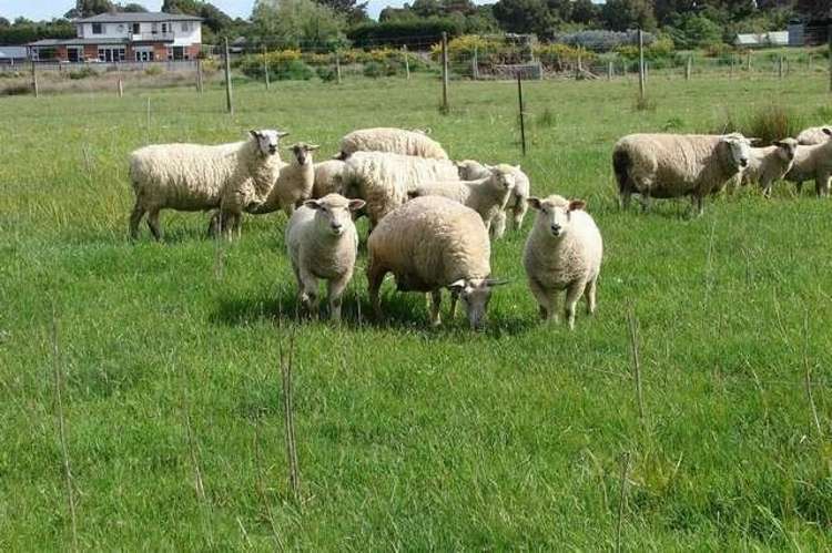 721 Queens Drive Waikiwi_3