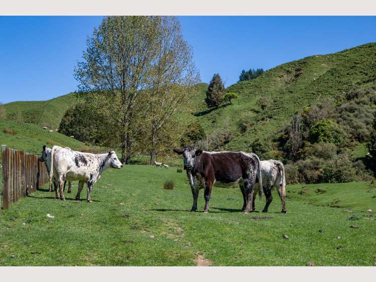 314 Kawautahi Road Owhango_9