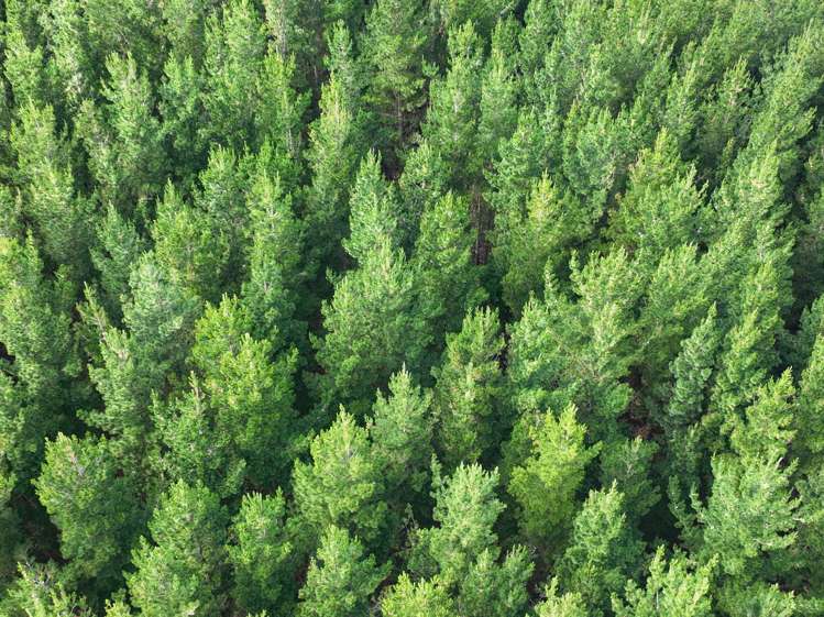 125 Tomogalak Road Ardlussa_19