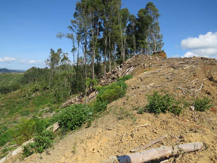 Waitomo Valley Road Otorohanga_15