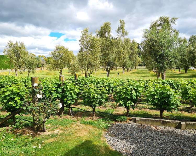 49 Oxford Street Martinborough_30