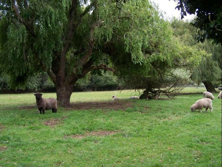 965 Georgetown-Pukeuri Road Peebles_16