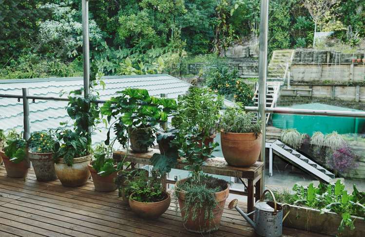 18 Matakatia Parade Matakatia_22