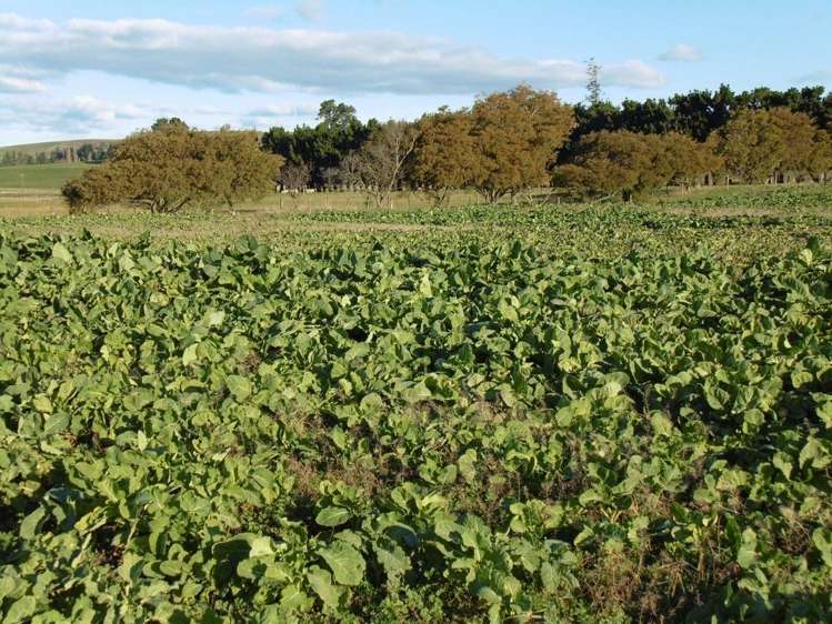 4 Murphy Street Palmerston_7