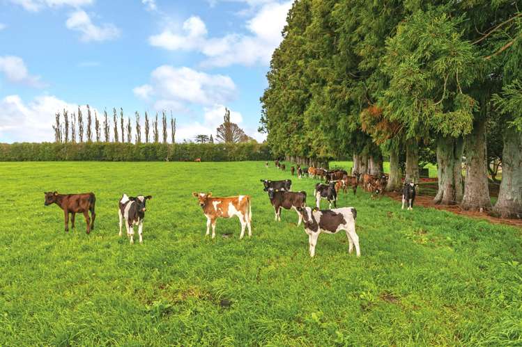 696a Tower Road Matamata_25