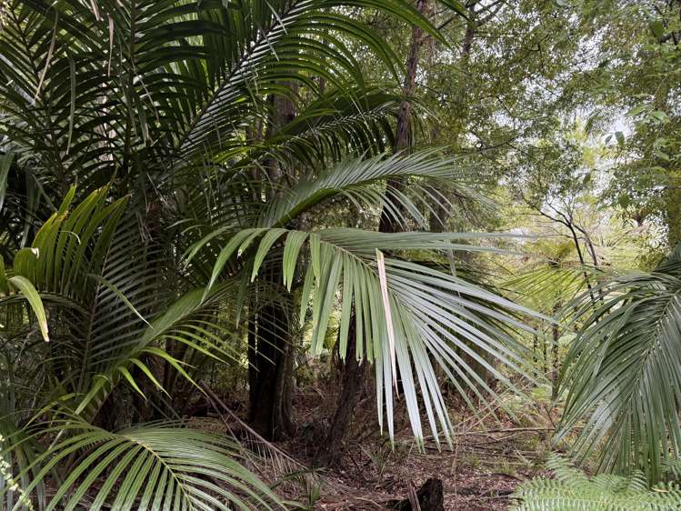 - Waioeka Pa Road Opotiki_12