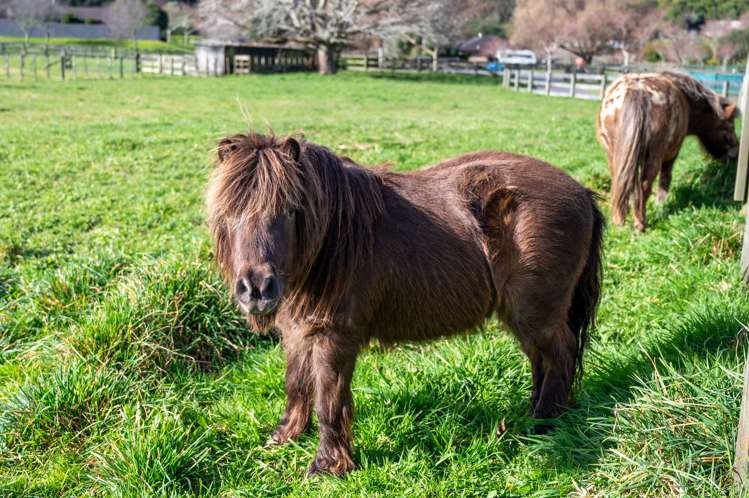 7 Ascot Vale Tikitere_28