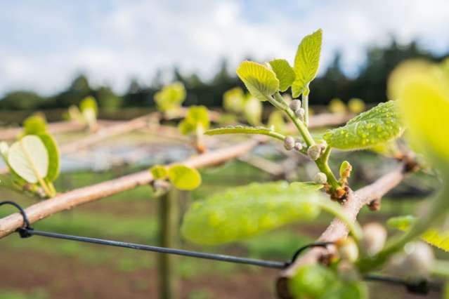 448 Ngunguru Road Glenbervie_2