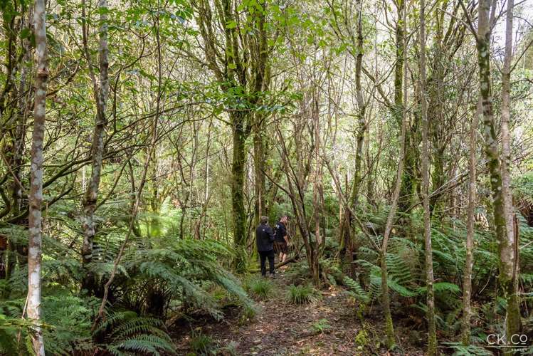 Zero Akatarawa Road Brown Owl_11