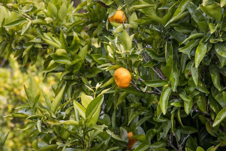 92 Pukakura Road Katikati_25