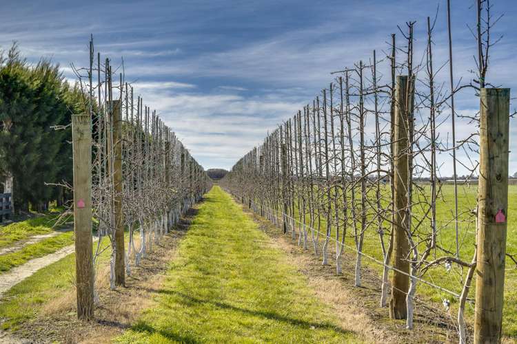 Kiwi Crunch Orchard Portfolio Twyford_27