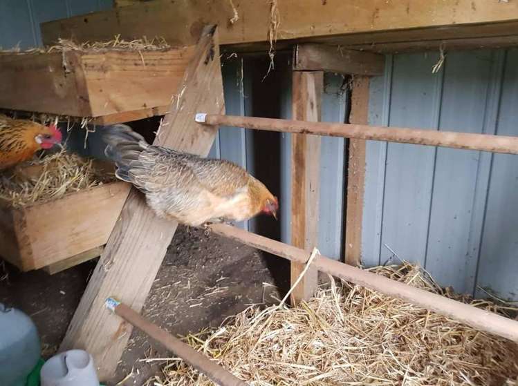 78 Koraha Road Kumeu_19