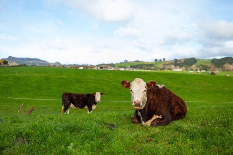 9948 State Highway 2 Waihi_15