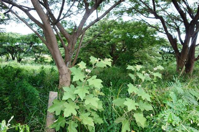 Address withheld Nadi_4