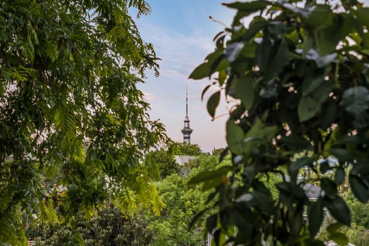 24 Alexander Street Kingsland_14