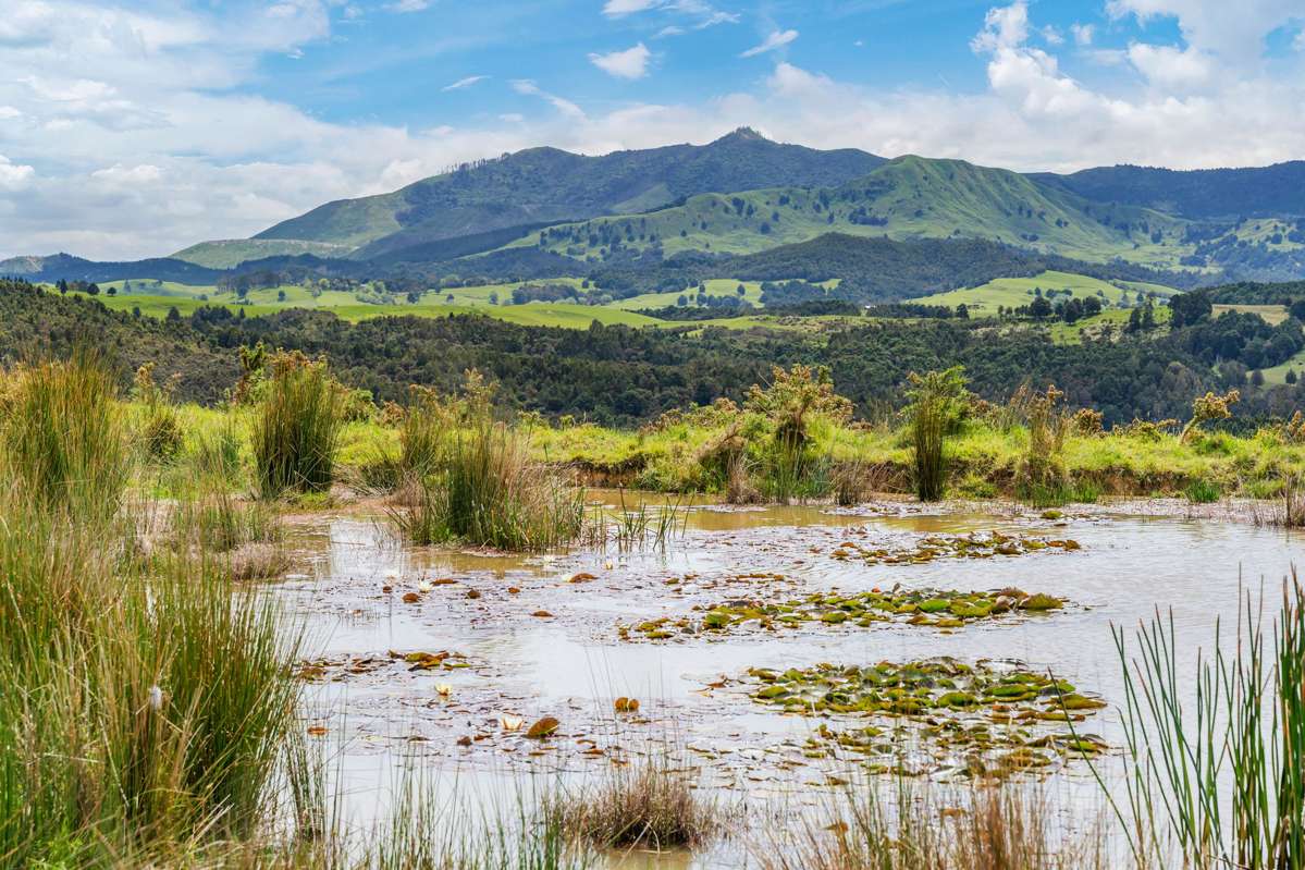 207 Aponga Stream Road_1