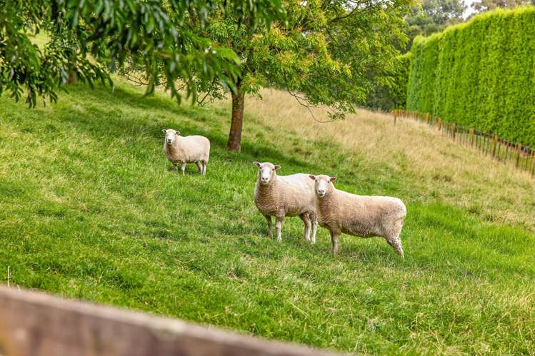 26D Wainui Road South Whakamarama_28