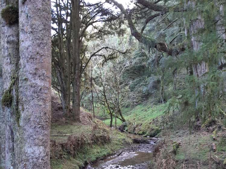 Kururau Road Taumarunui_2