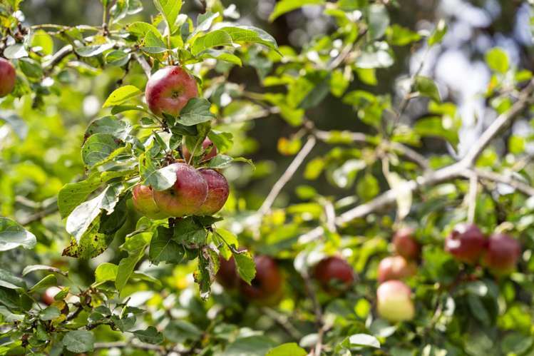 55 Otaihanga Road Otaihanga_17