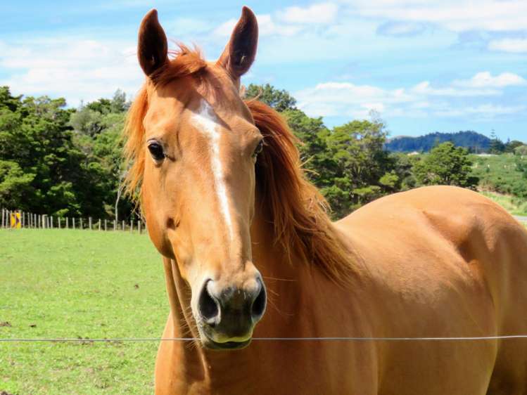 186 West Coast Road Makarau_11