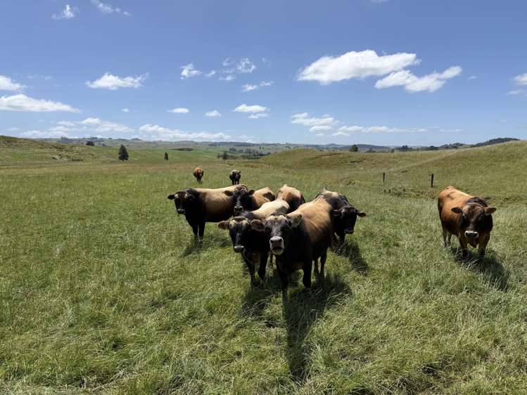 Kahuwera Road Piopio_27